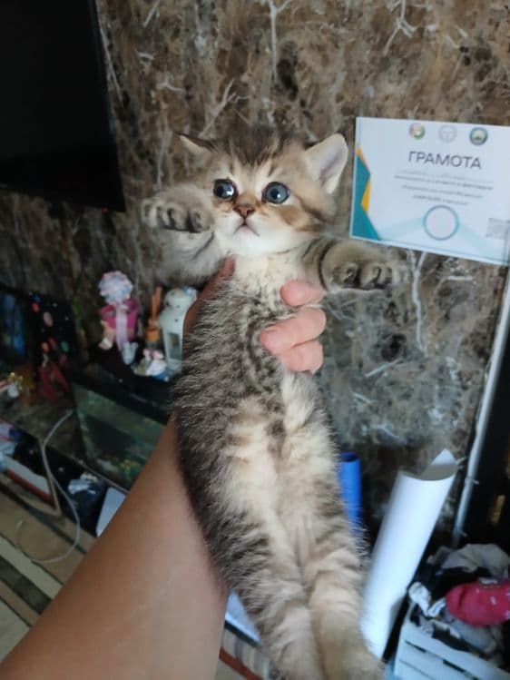 Скоттиш страйт и фолд девачка и мальчик — 4