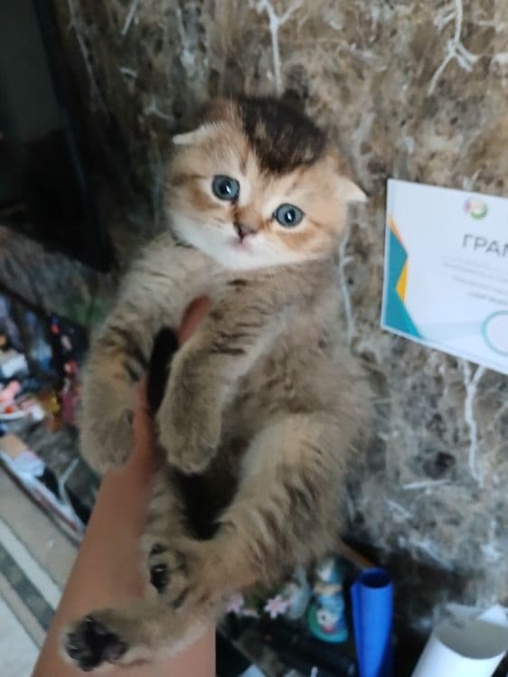 Скоттиш страйт и фолд девачка и мальчик — 5