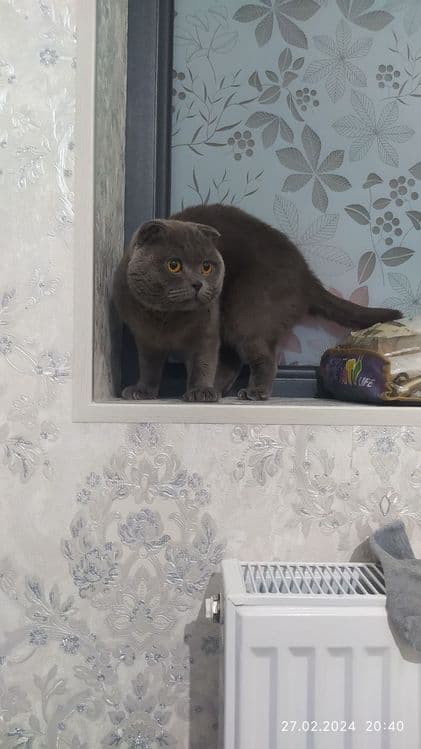 Скоттиш Фолд Pasporti yoq dokument yoq zotli — 2