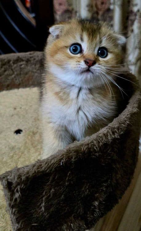 Продаю котят Скотиш Фолд — 1