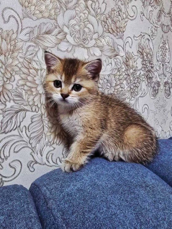 Продаю котят Скотиш Фолд — 2