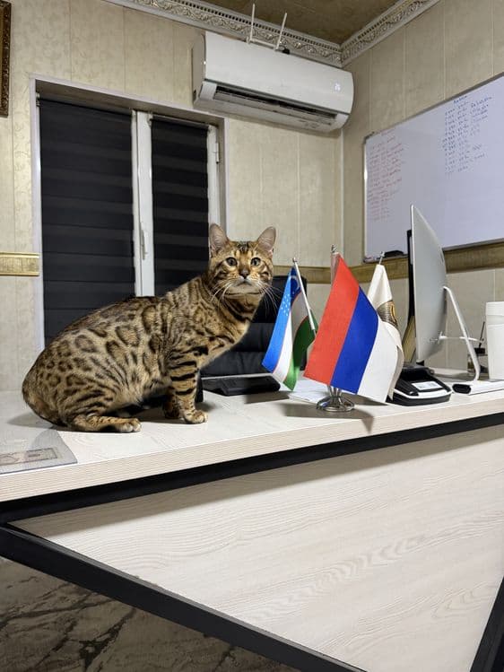 Кот Бенгалский. Паспорт привка имейитса — 2