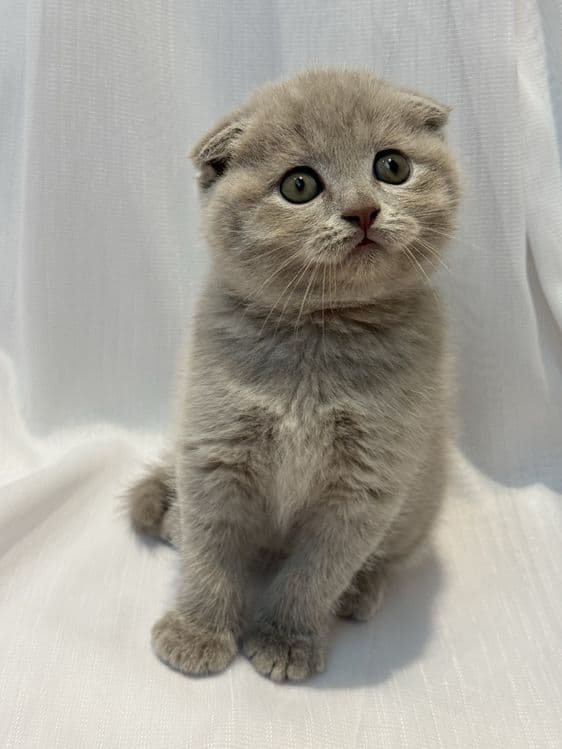 Scottish Fold zotli mushukchalar — 2