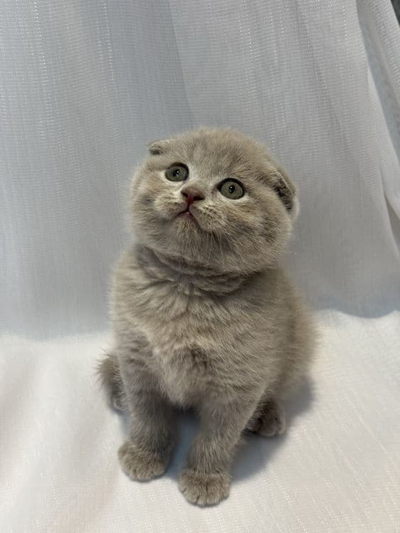 Scottish Fold zotli mushukchalar — 3