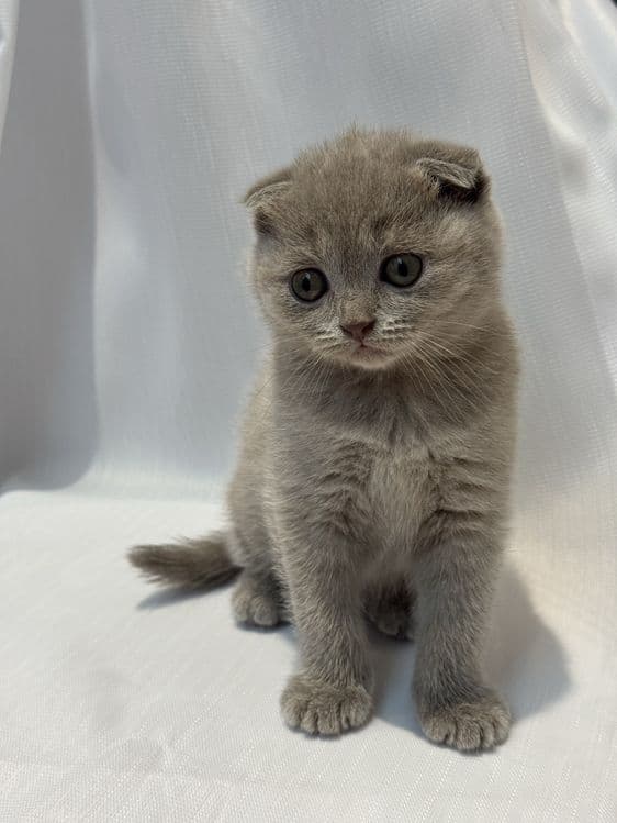 Scottish Fold zotli mushukchalar — 4