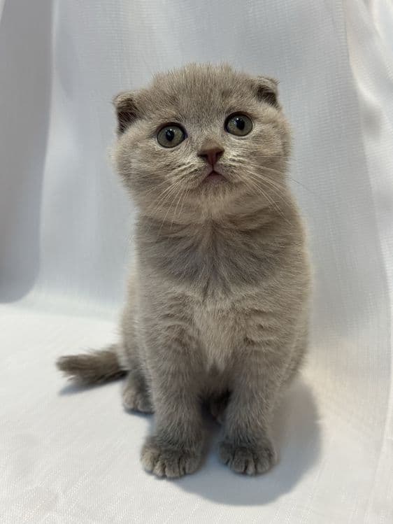 Scottish Fold zotli mushukchalar — 5