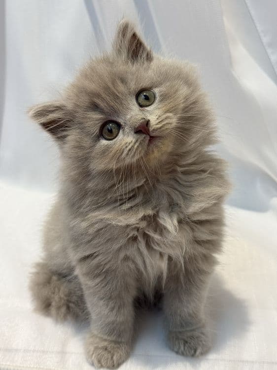 Scottish Fold zotli mushukchalar — 6