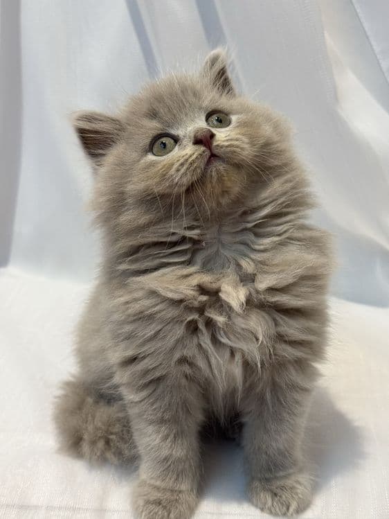 Scottish Fold zotli mushukchalar — 7