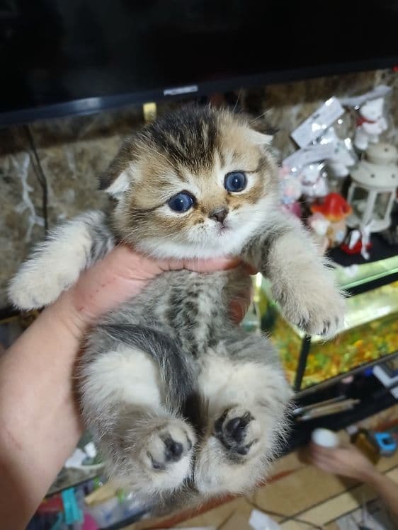 Продаю  блу поинт мальчика. дево⁰чку шиншила — 1