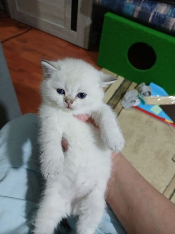 Продаю  блу поинт мальчика. дево⁰чку шиншила — 3