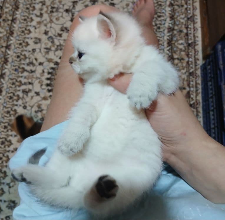 Продаю  блу поинт мальчика. дево⁰чку шиншила — 4