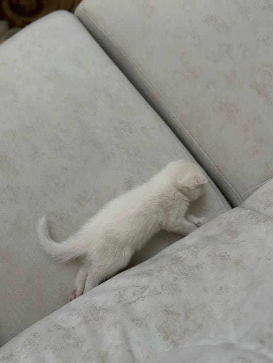 Продается Скоттиш фолд — 2