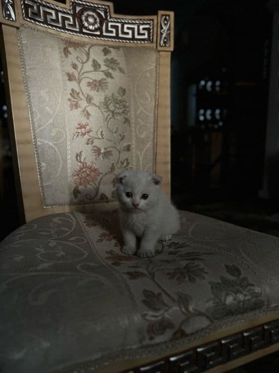 Продается Скоттиш фолд — 4
