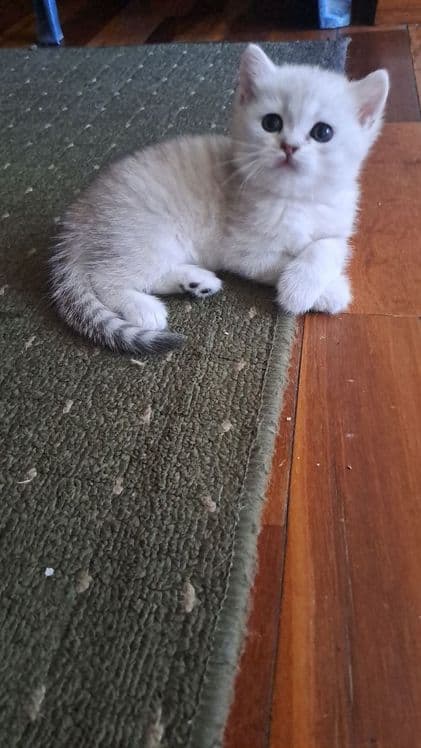 Котята британские 2 месяца — 2