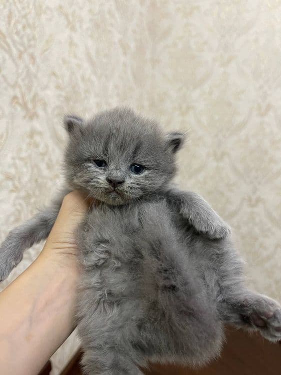 Продаются котята — 2
