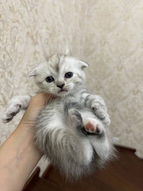 Продаются котята — 3