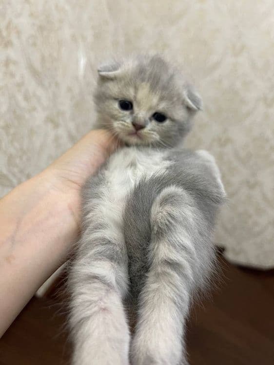 Продаются котята — 4