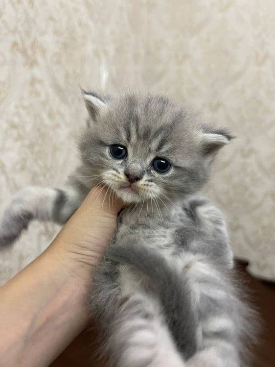 Продаются котята — 5