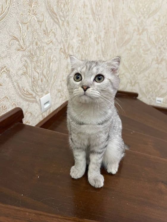 Продаются котята — 6