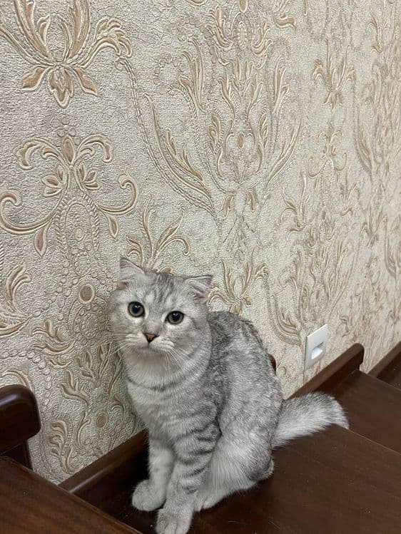 Продаются котята — 7