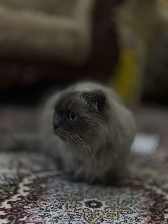 Кошка скоттиш фолд — 2