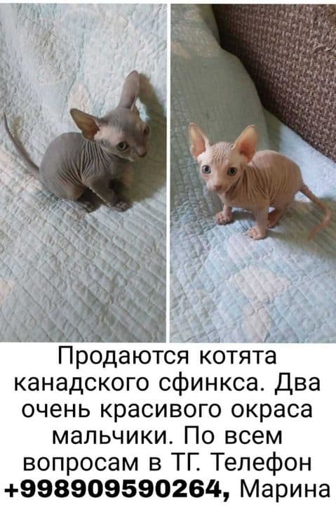 Здравствуйте продаются котята породистые — 4