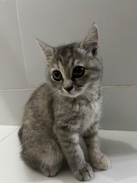 Продам Свою кошку — 2