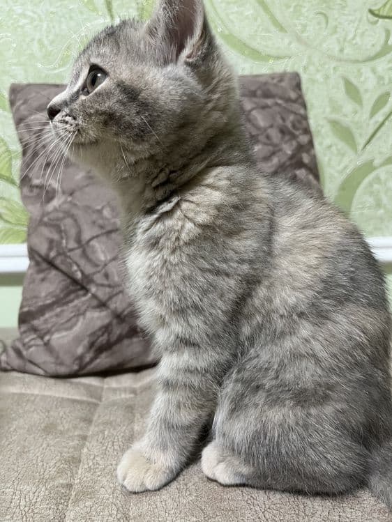 Продам Свою кошку — 4