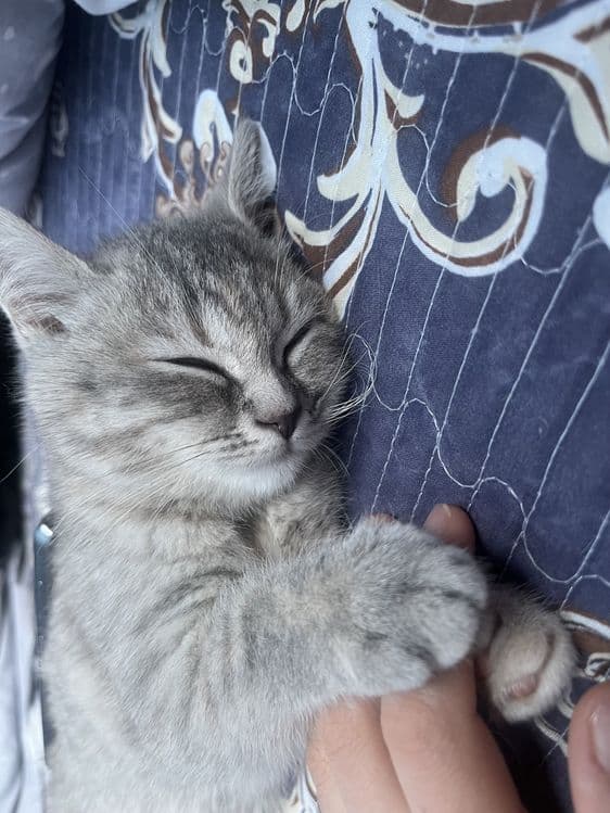 Продам Свою кошку — 5