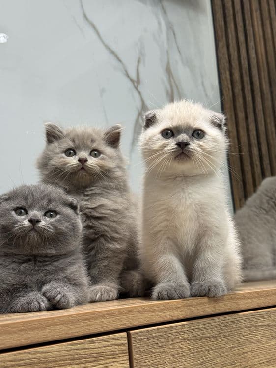 Scottish Fold zotli mushukchalar — 2