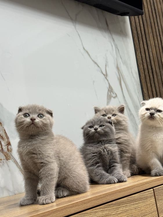 Scottish Fold zotli mushukchalar — 3