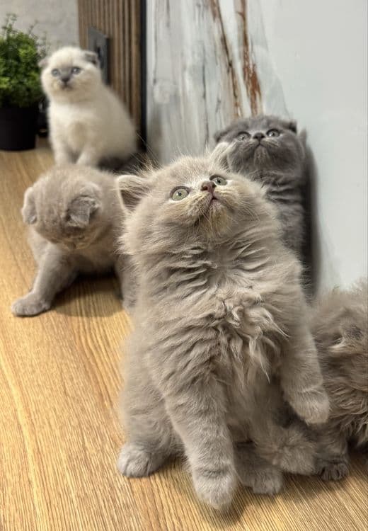 Scottish Fold zotli mushukchalar — 5