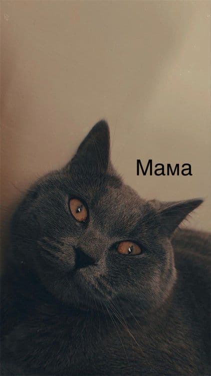 Scottish Fold zotli mushukchalar — 7
