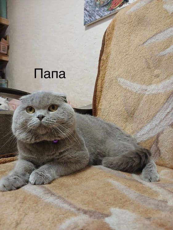Scottish Fold zotli mushukchalar — 8
