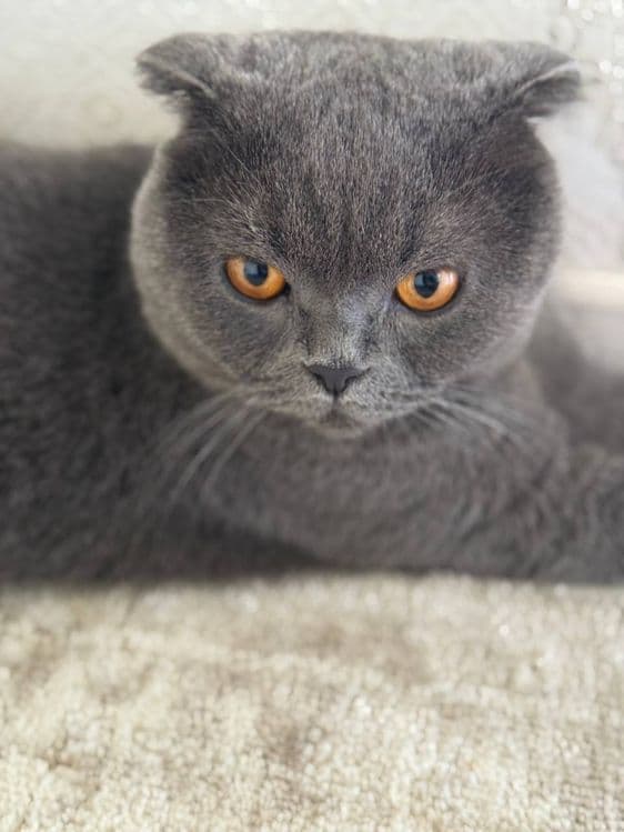 Скотиш фолд 2года — 1