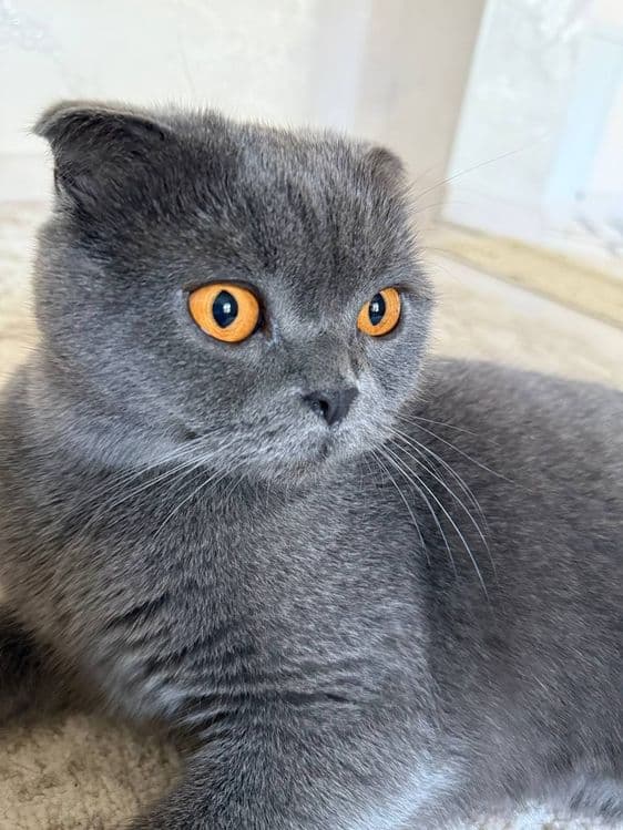Скотиш фолд 2года — 2