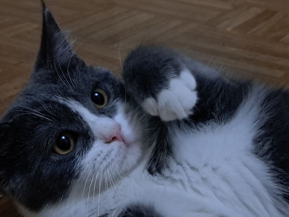 Продается чистокровный скотиш страйт — 6