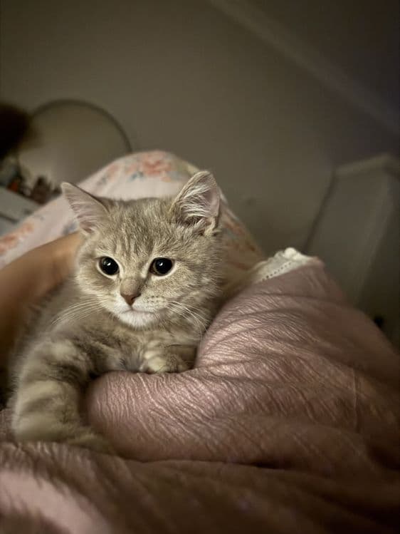 Марсель сотилвотти огл бола — 4