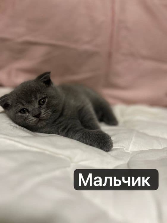 Милые котята — 2