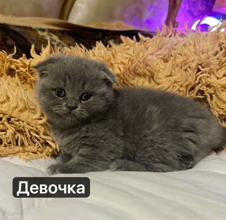 Милые котята — 3