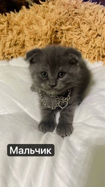 Милые котята — 4