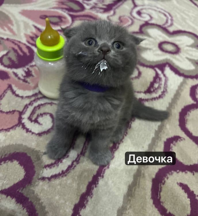 Милые котята — 5
