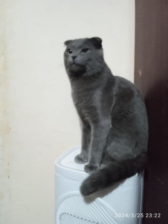 Mushuk Zottor aqilli — 8