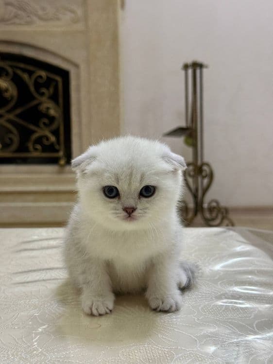 Чистокровные шотландцы — 1