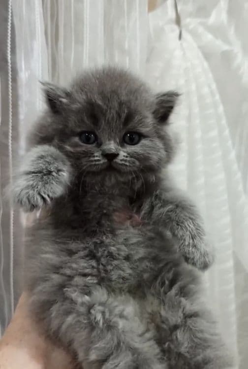 Продаются Шотландские котодетки — 2