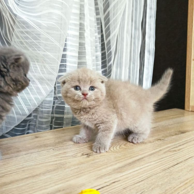 Продаются Шотландские котодетки — 3