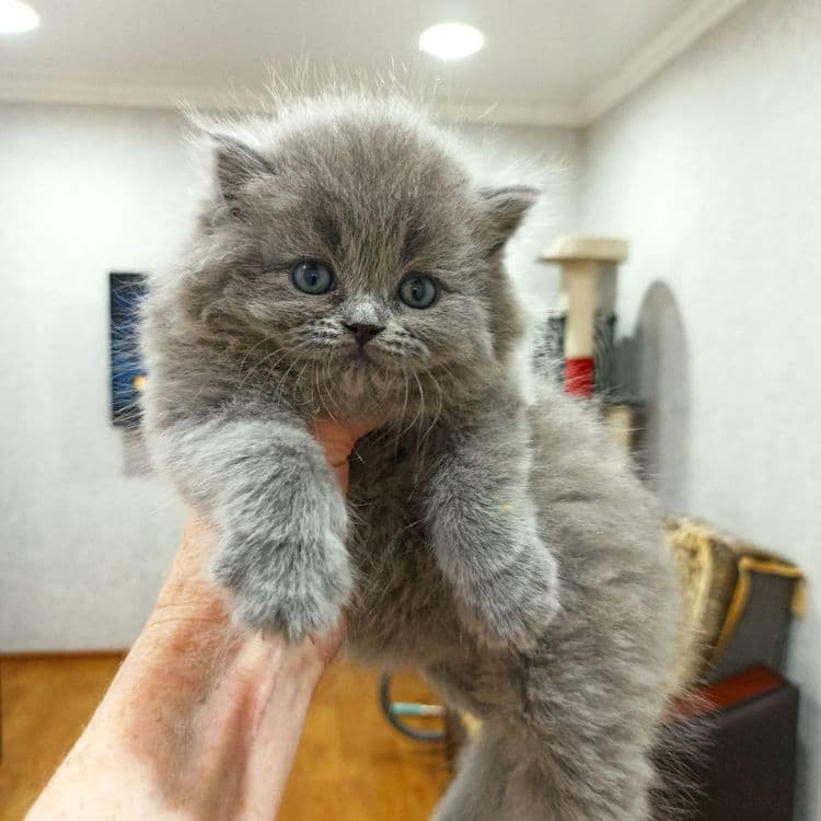 Продаются Шотландские котодетки — 4