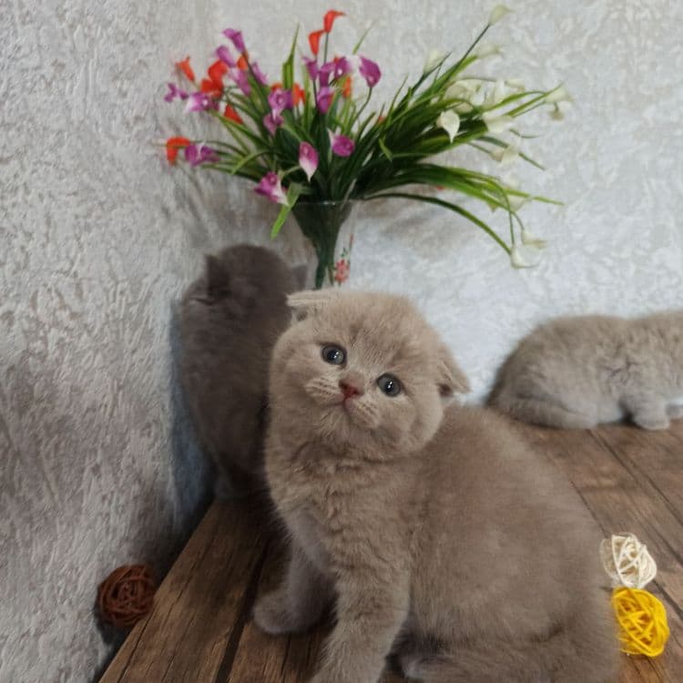 Продаются Шотландские котодетки — 5