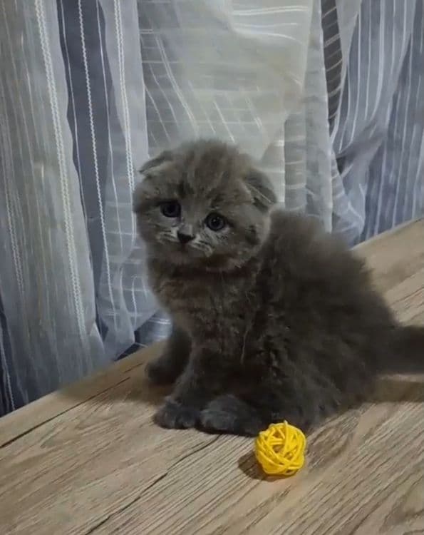 Продаются Шотландские котодетки — 6