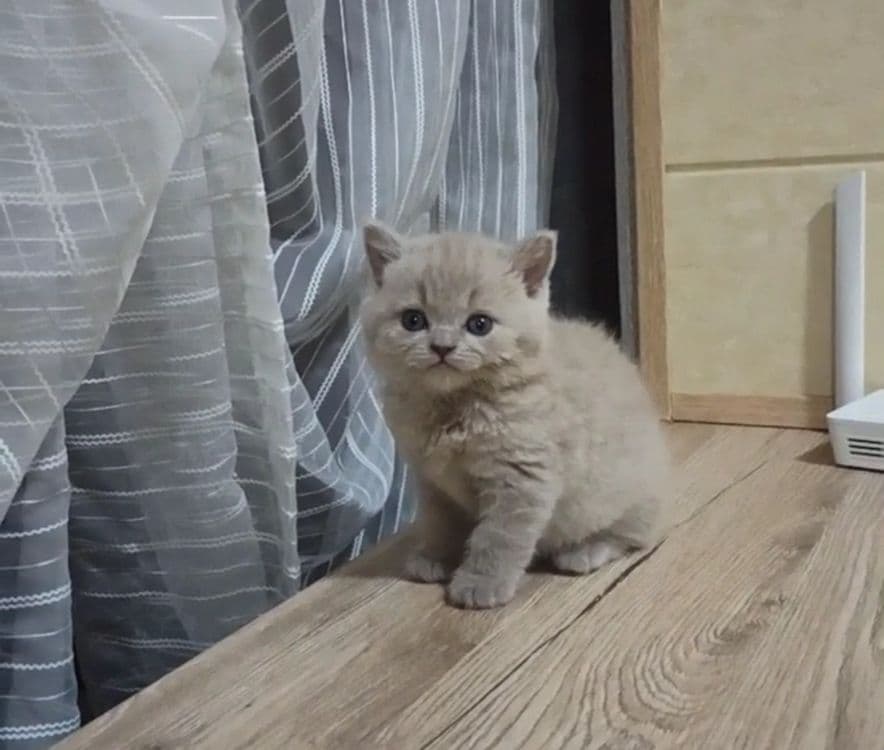 Продаются Шотландские котодетки — 7